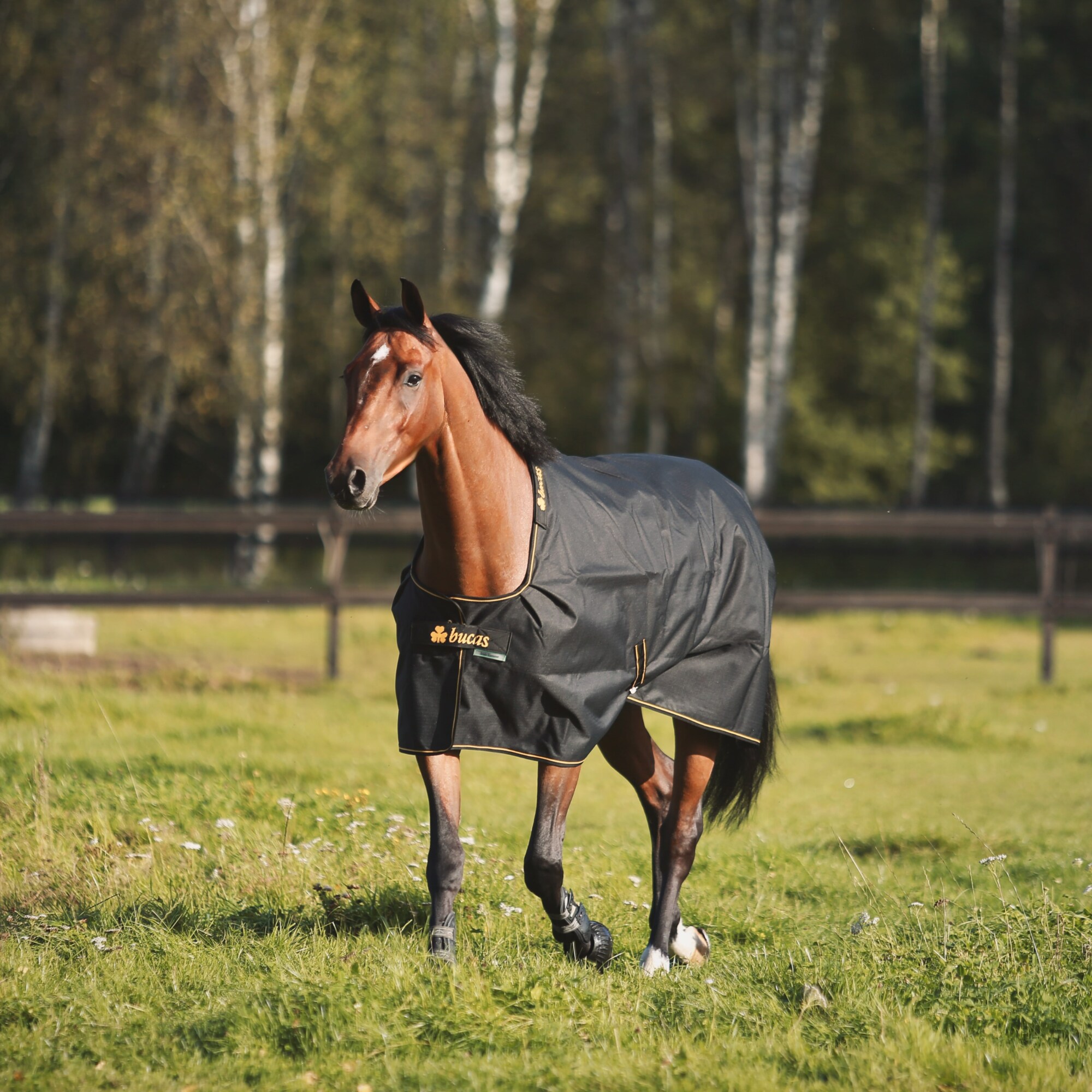 Irish Turnout 50 Big Neck - Black/Gold