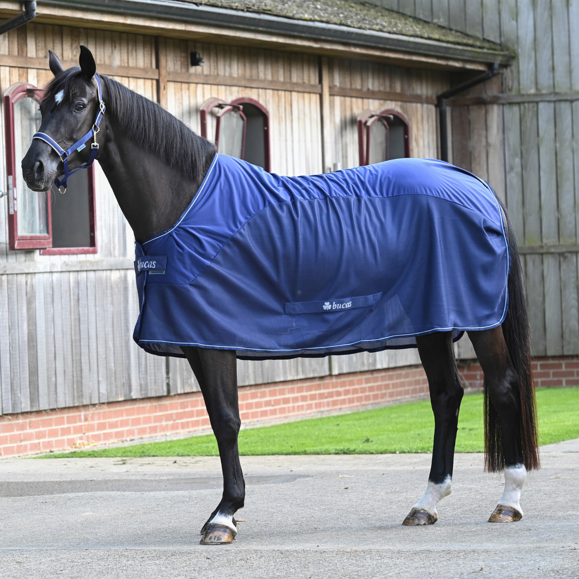 Competition Cooler - Navy