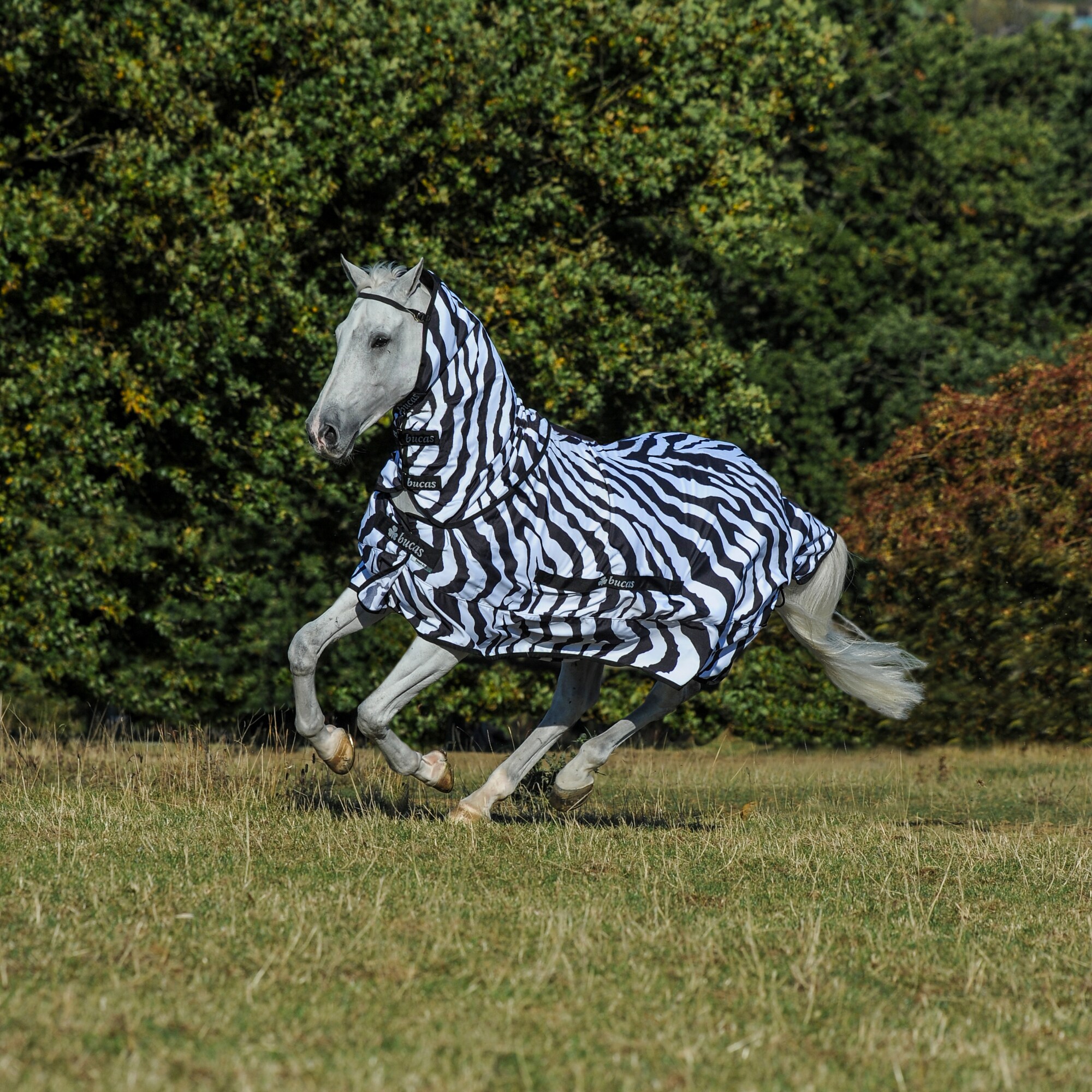 Sweet-Itch Zebra 