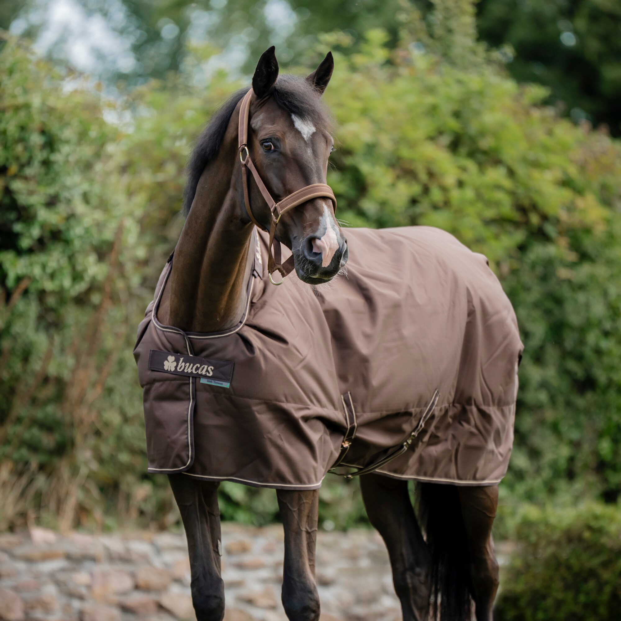 Irish Turnout Light - Espresso