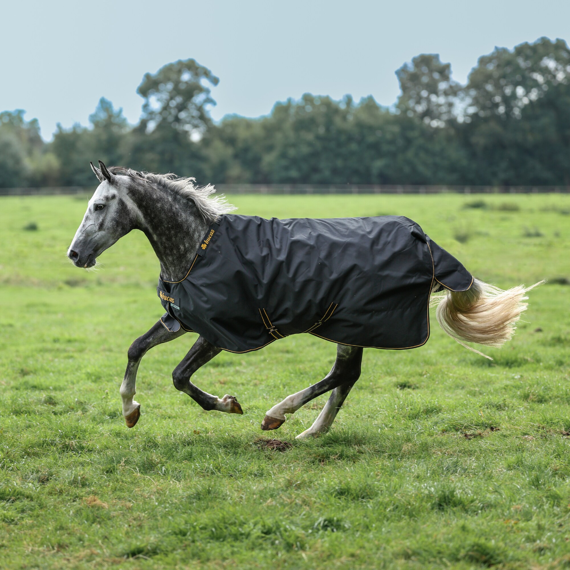 Irish Turnout Light - Black