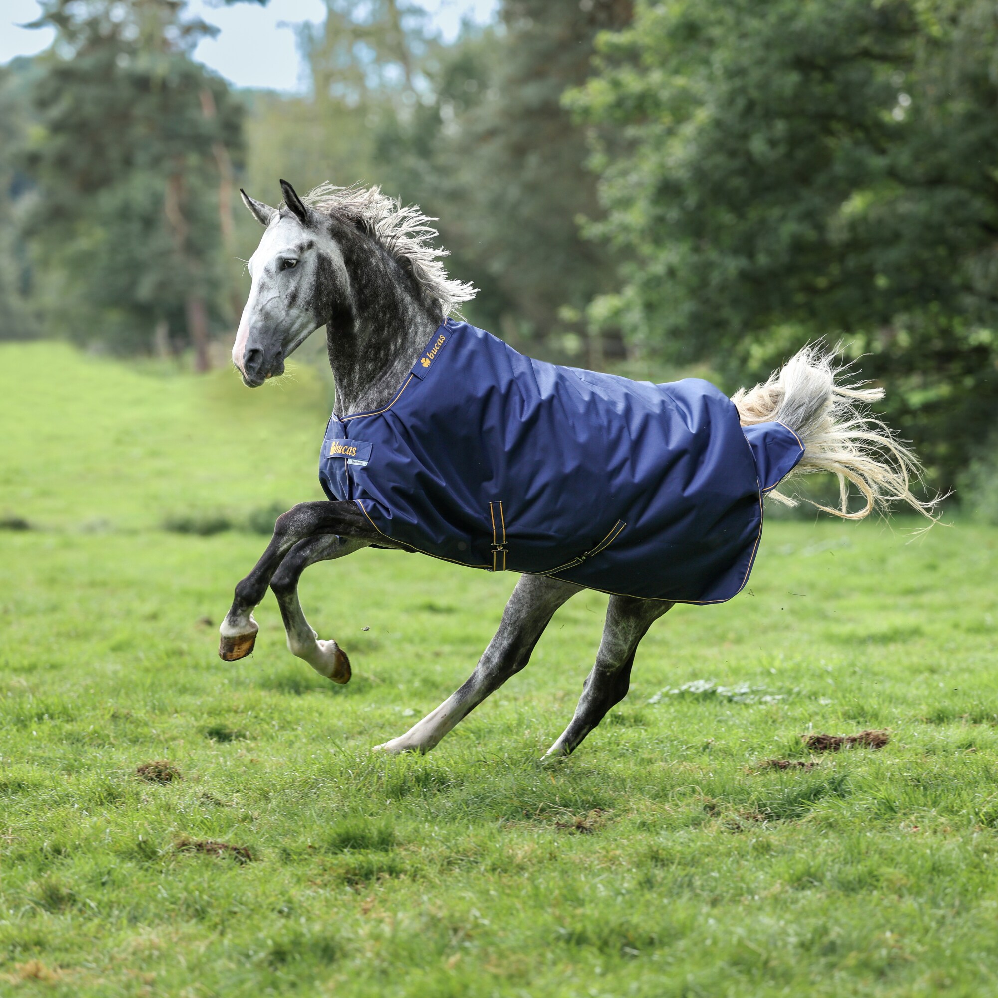 Irish Turnout Light - Navy