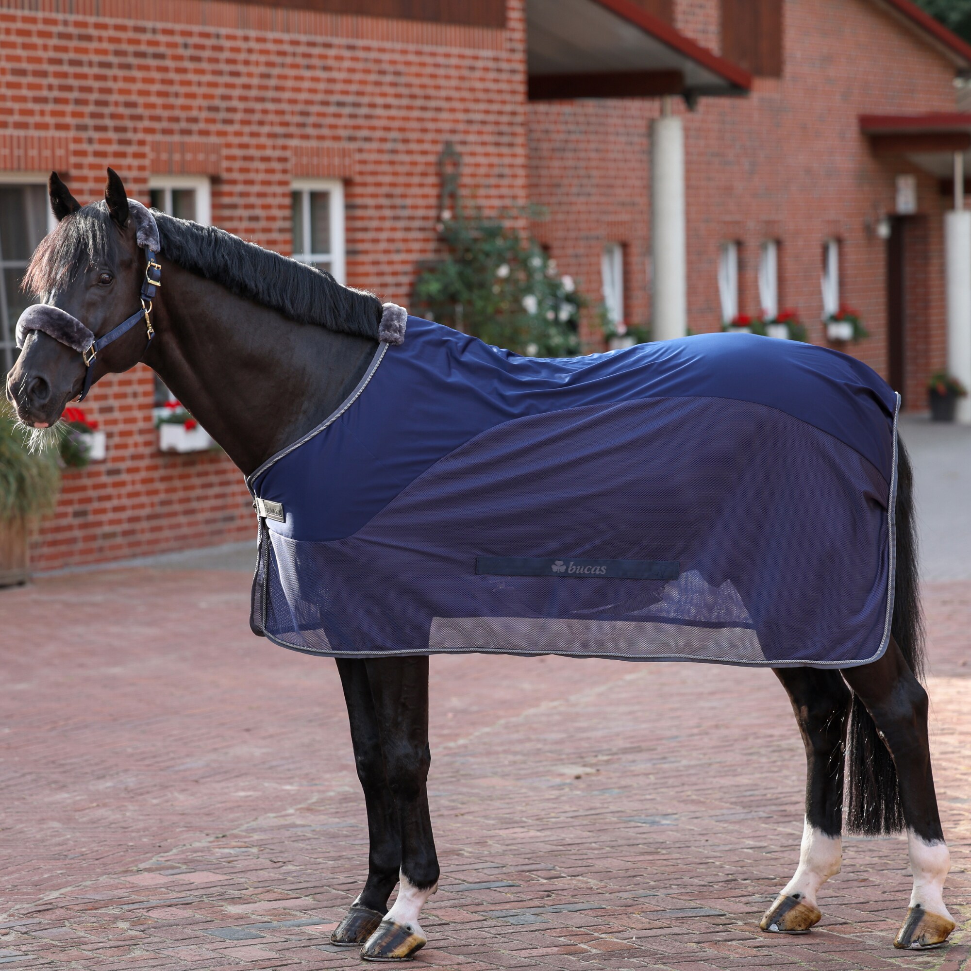 Show-Line Competition Cooler - Navy