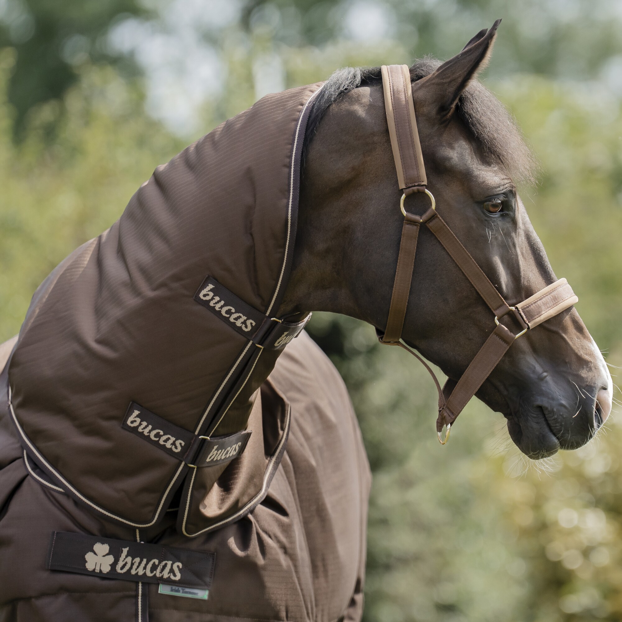 Irish Turnout Neck - Espresso