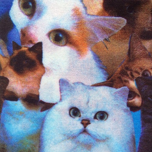 Riding Socks - Kitty