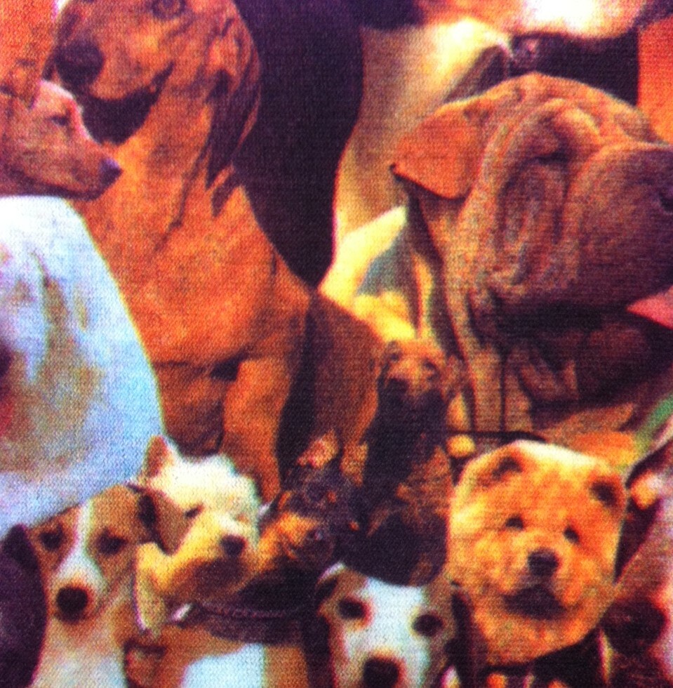 Riding Socks - Doggie