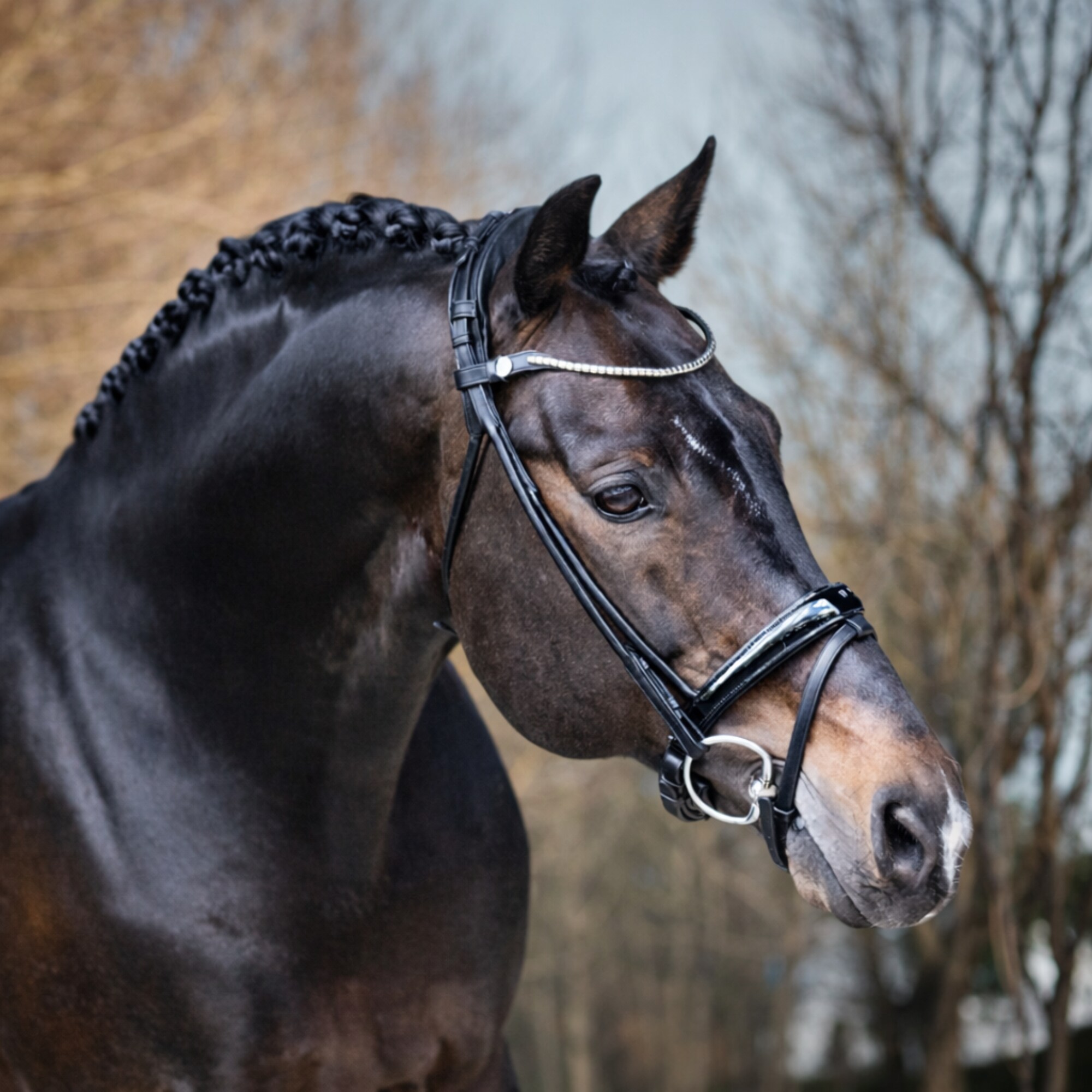 Finesse Bridle Himalaya Lacquered - Black