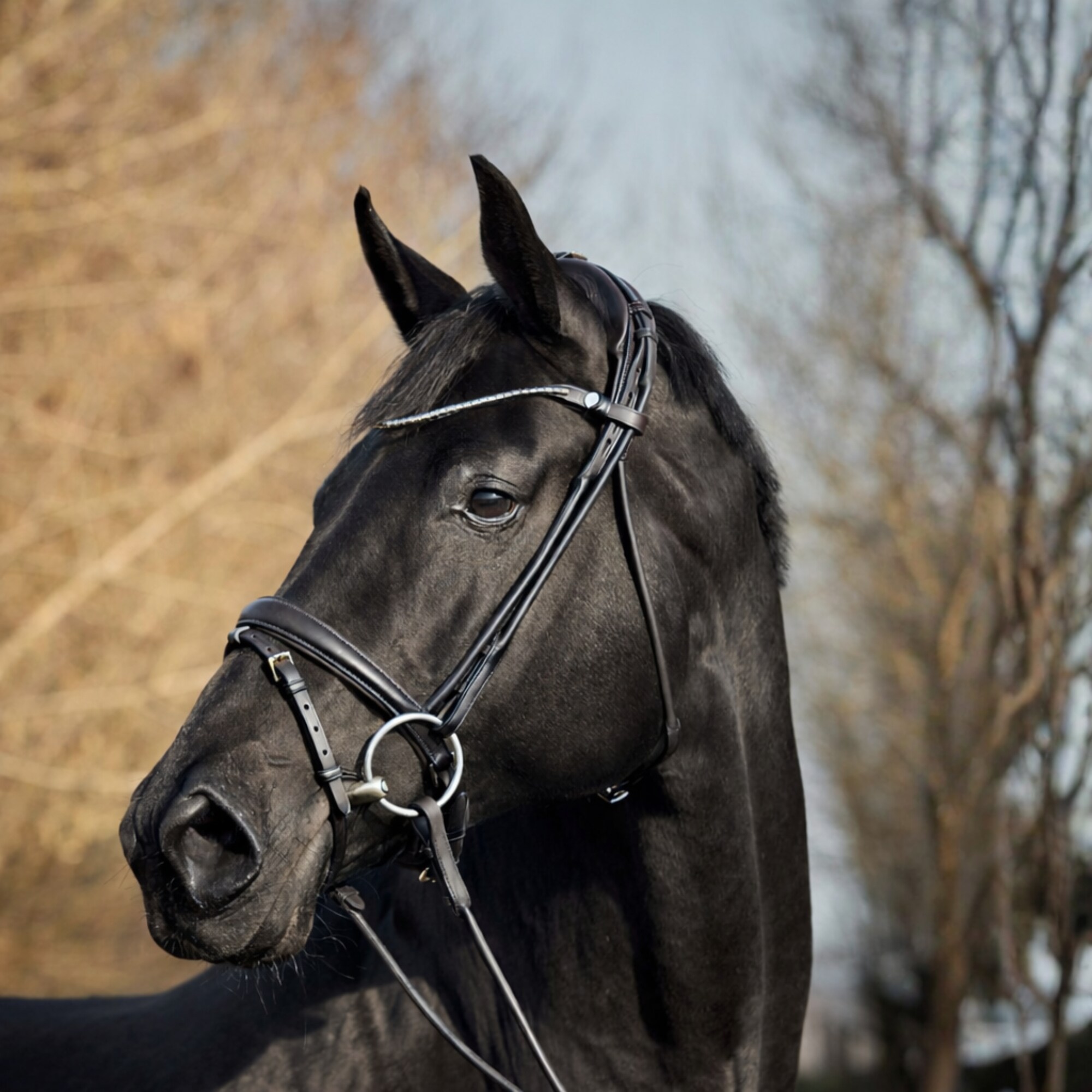 Finesse Bridle Himalaya - Black