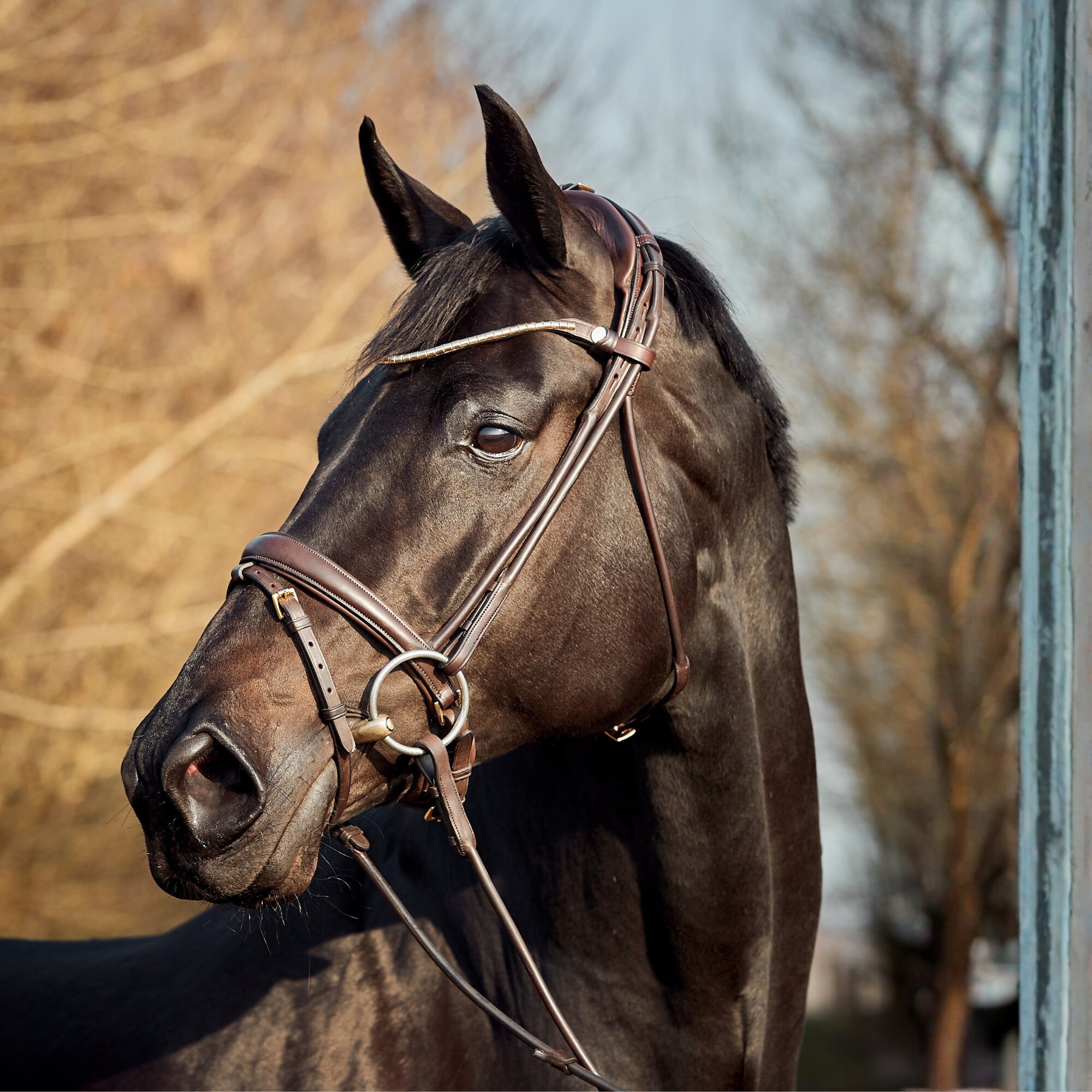 Finesse Bridle Himalaya - Brown
