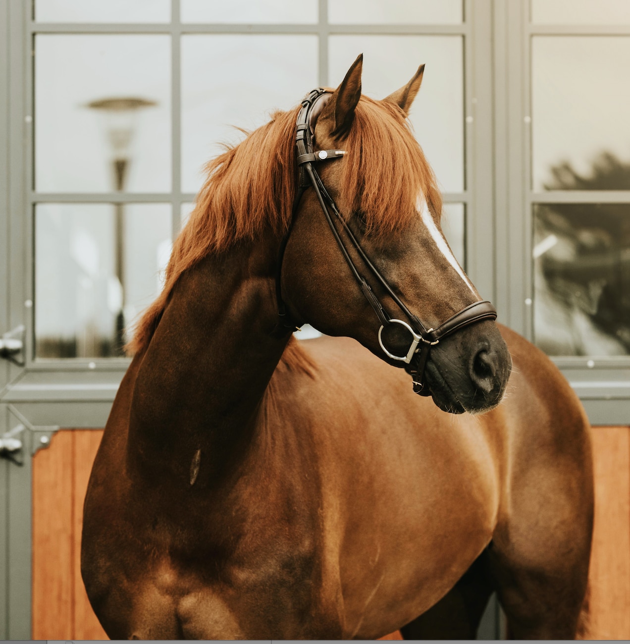 Finesse Bridle Drop noseband - Brown