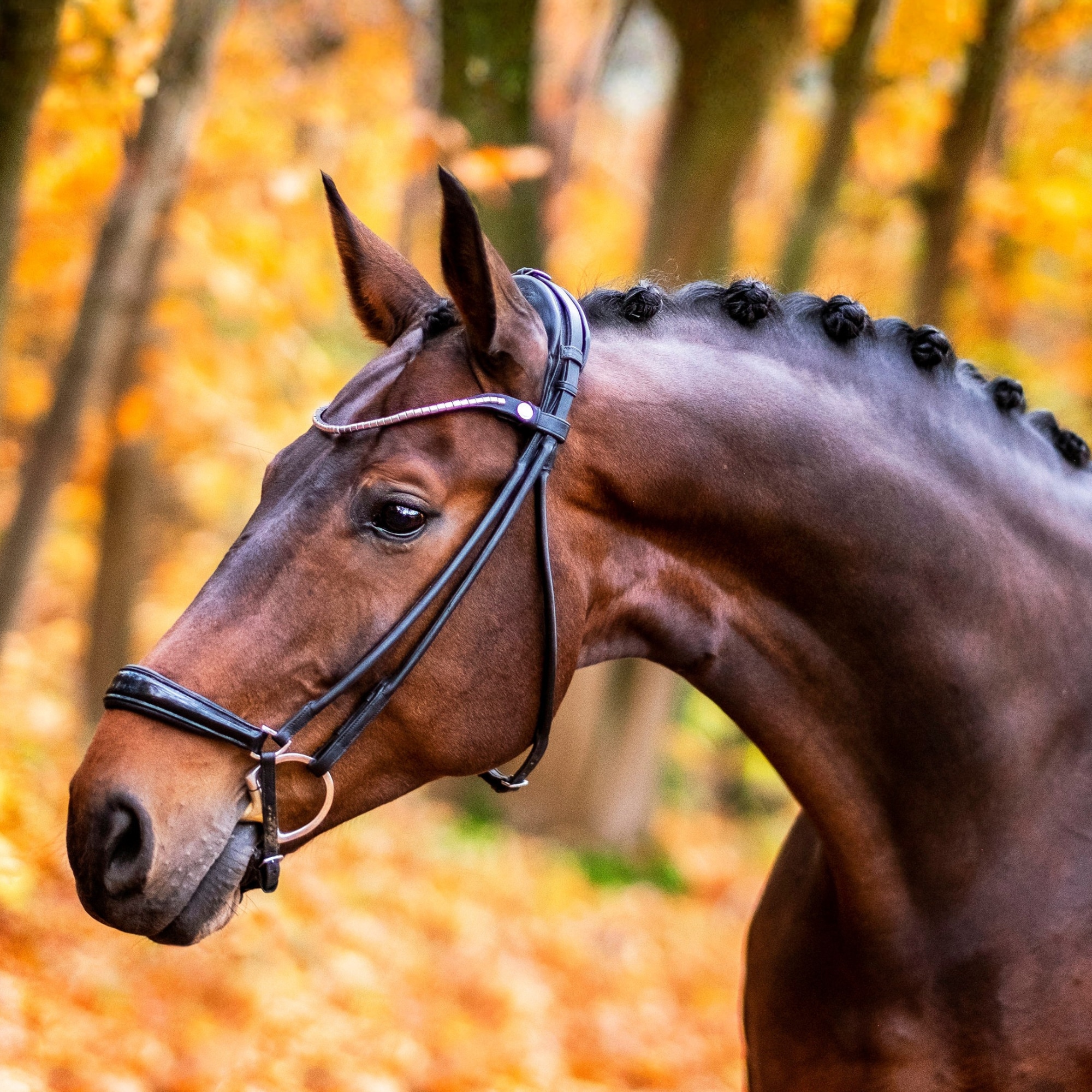 Finesse Bridle Drop Noseband - Black