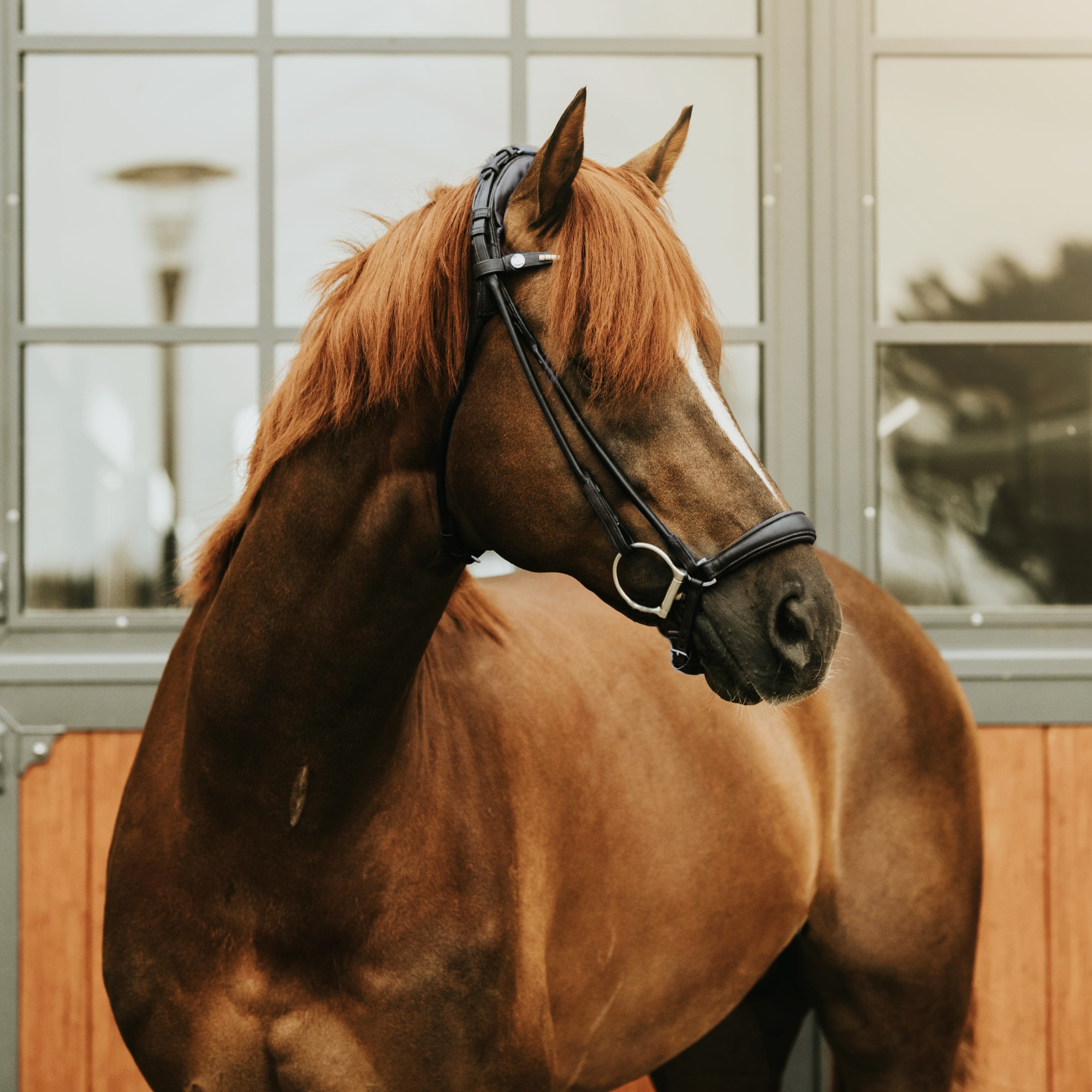 Finesse Bridle Drop noseband - Black