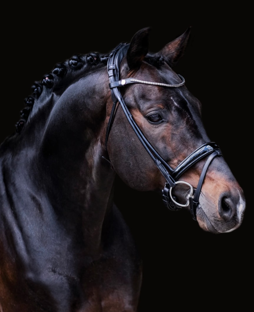 Finesse Bridle Himalaya Lacquered - Black