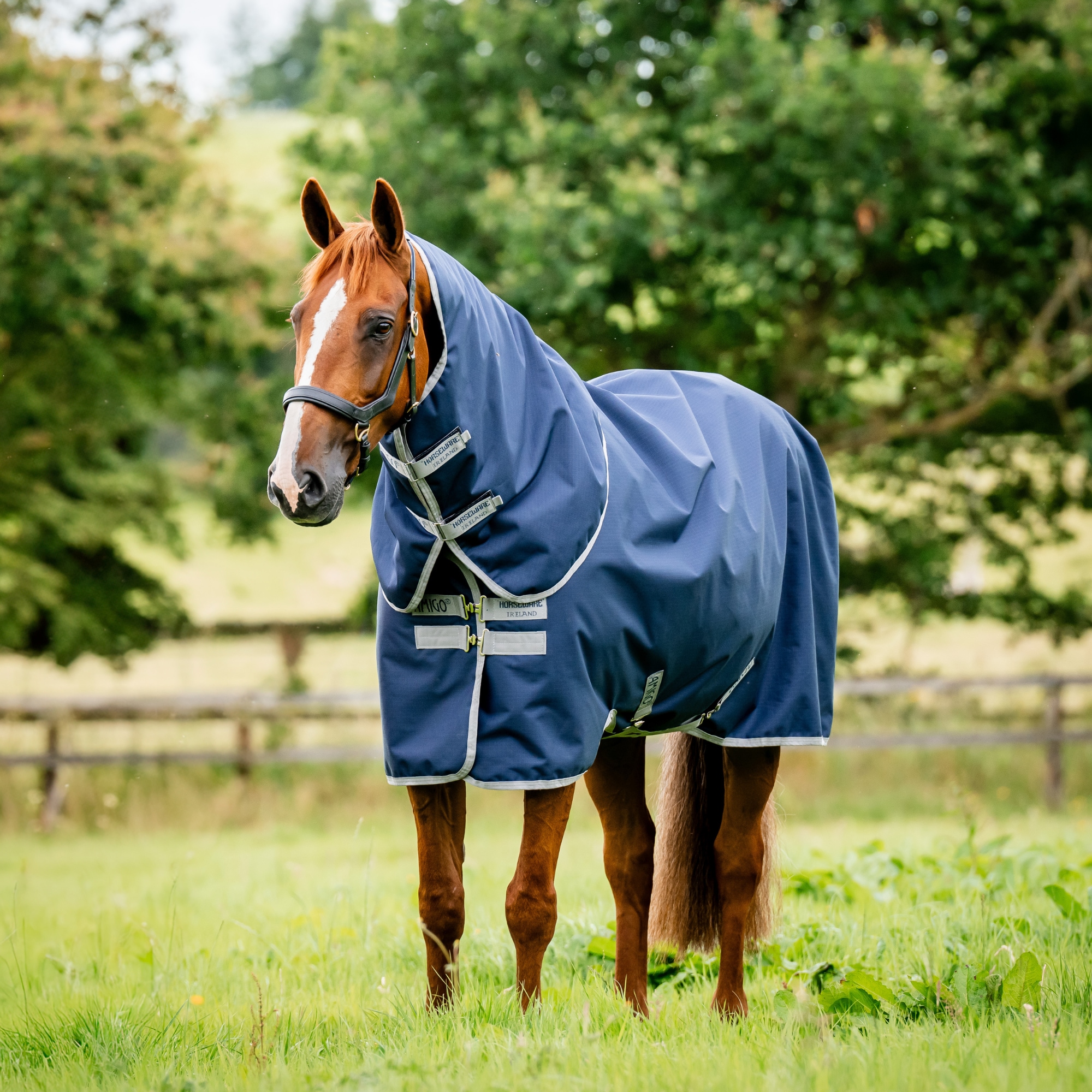 Amigo RS 900D Plus TO - 100g - Navy