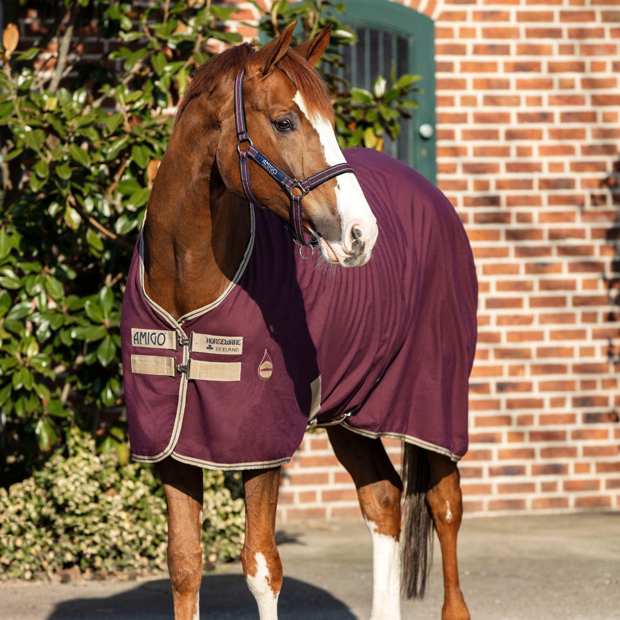 Amigo Stable Sheet - Fig/Navy&Tan