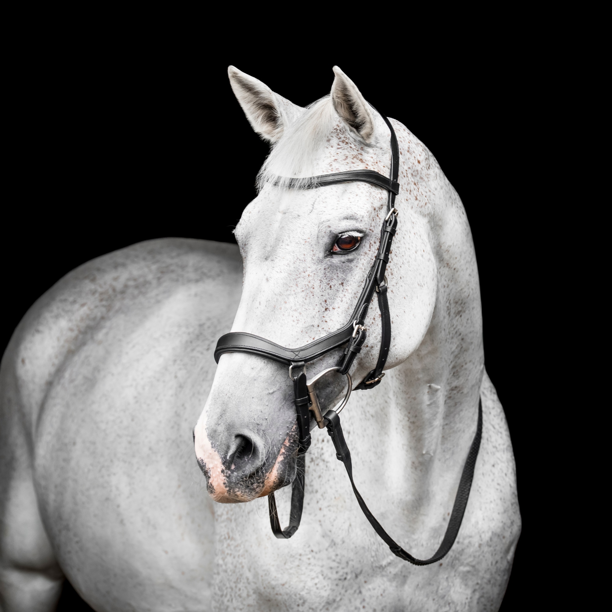 Rambo Micklem Comp Bridle - Black