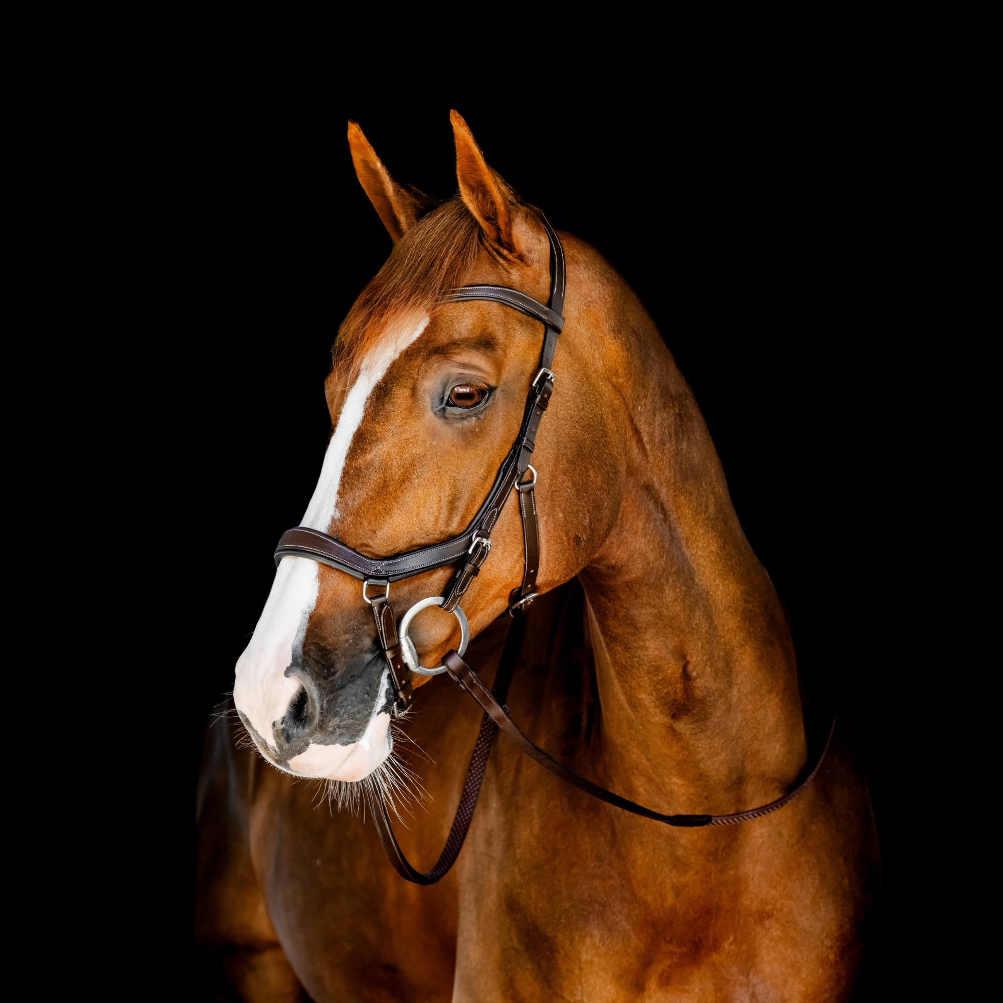 Rambo Micklem Comp Bridle - Dark Havanna