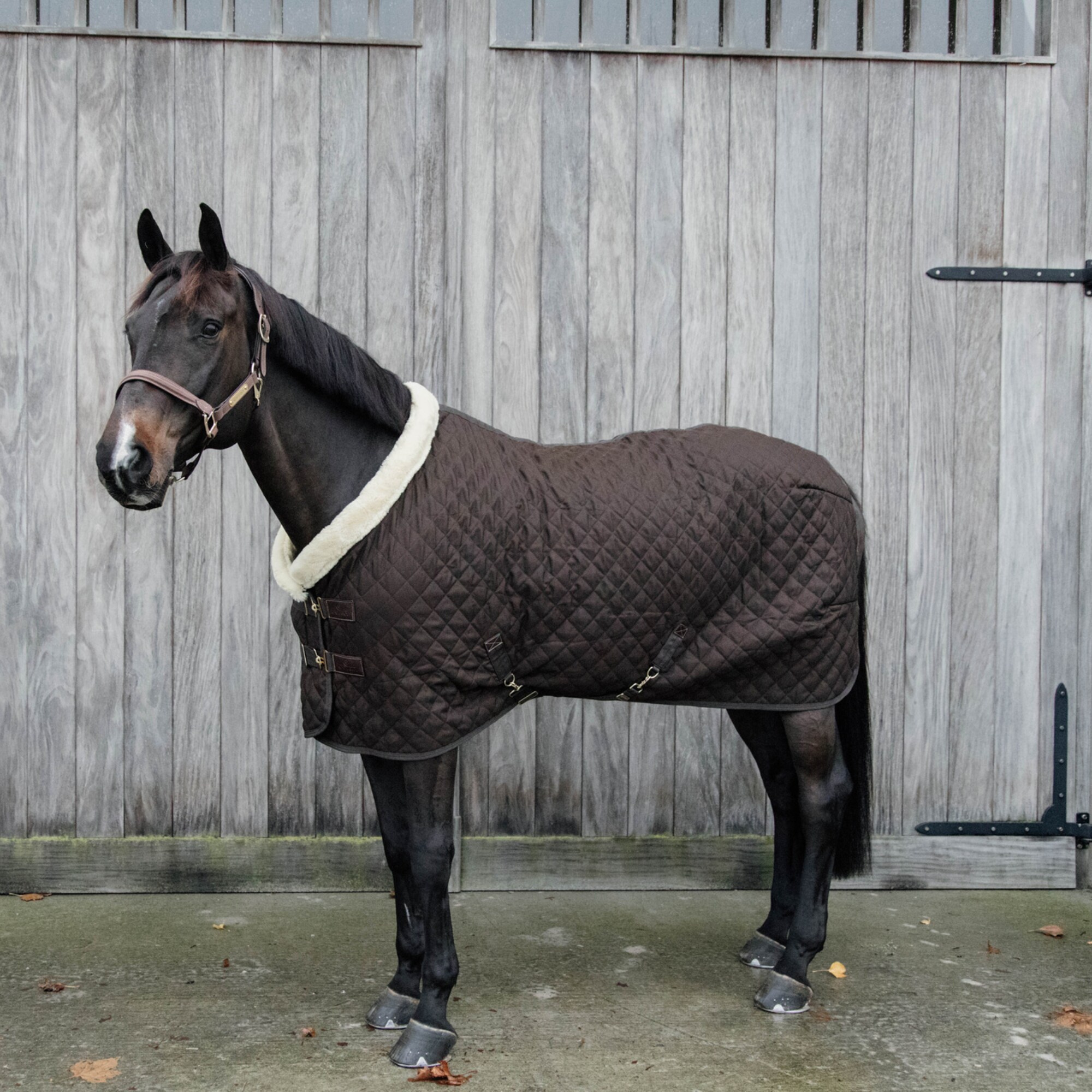 Show Rug 160 gr - Brown